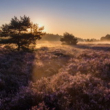 Blooming heathland